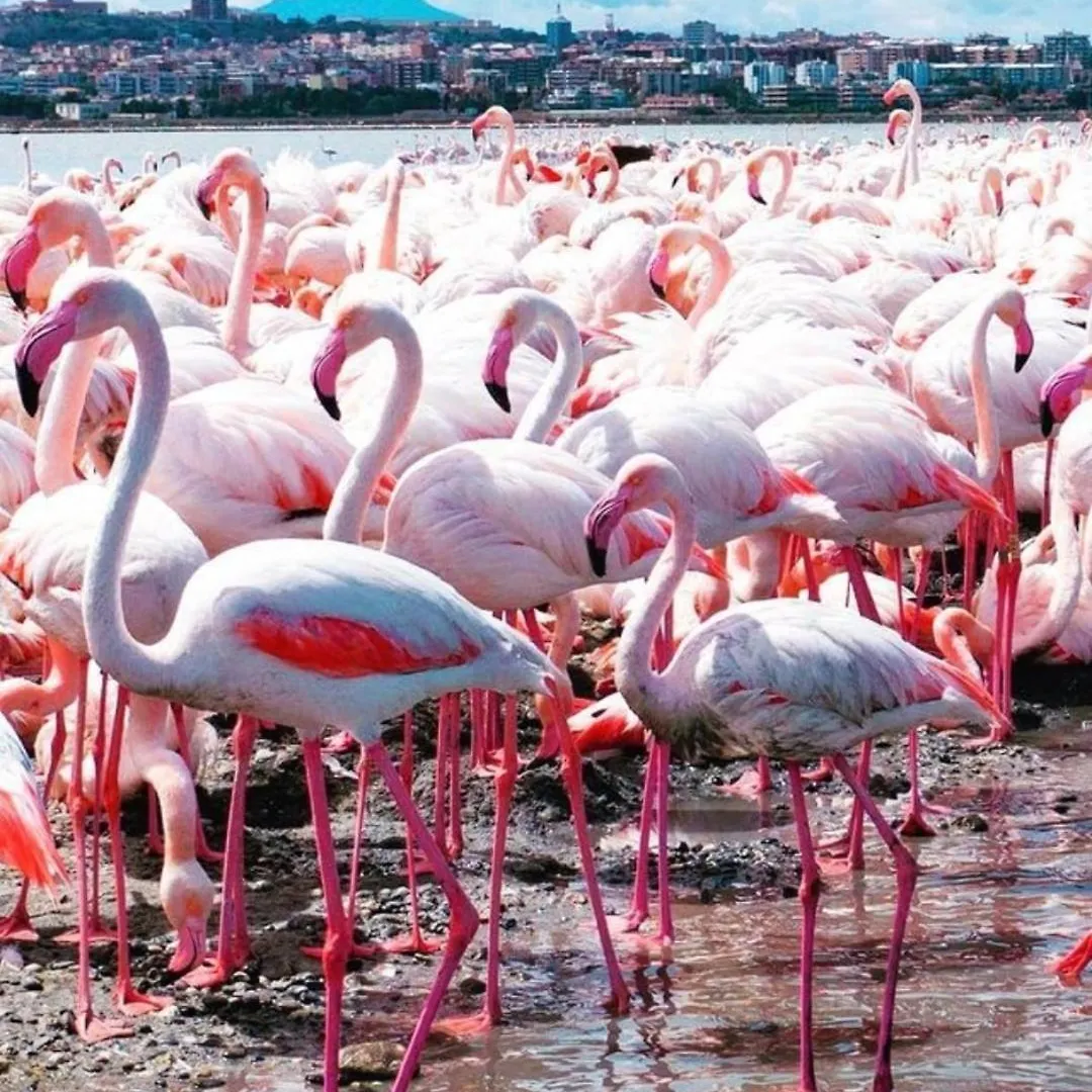 Hotel Gala Sardinia Cagliari Gasthof